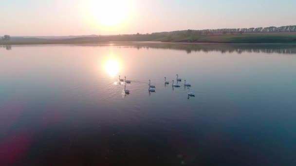 Légi video fehér hattyúk egy tó a vadonban — Stock videók