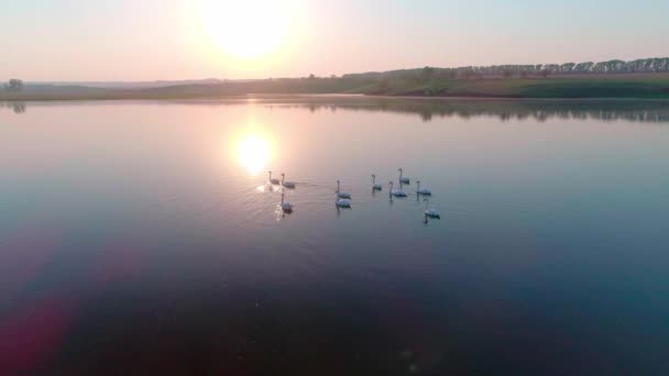 Luchtfoto video Witte zwanen op een meer in het wild — Stockvideo