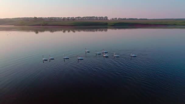 Αεροφωτογραφία Λευκοί κύκνοι σε μια λίμνη στην άγρια φύση — Αρχείο Βίντεο