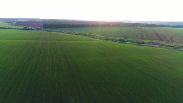 Vídeo aéreo de um campo agrícola com trigo — Vídeo de Stock