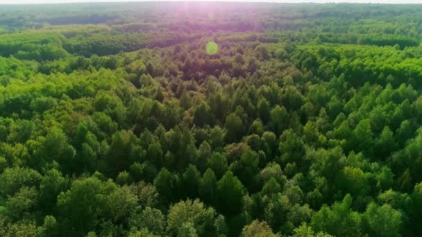 Luchtbeelden van een zomerwoud — Stockvideo