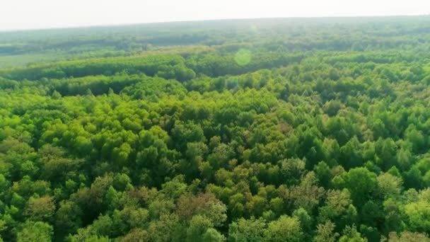 Filmati aerei di una foresta estiva — Video Stock