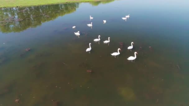 野生の湖で空中ビデオ白白鳥 — ストック動画