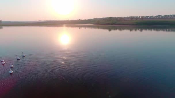 Légi video fehér hattyúk egy tó a vadonban — Stock videók