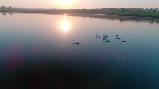 Повітряне відео білі лебеді на озері в дикій природі — стокове відео