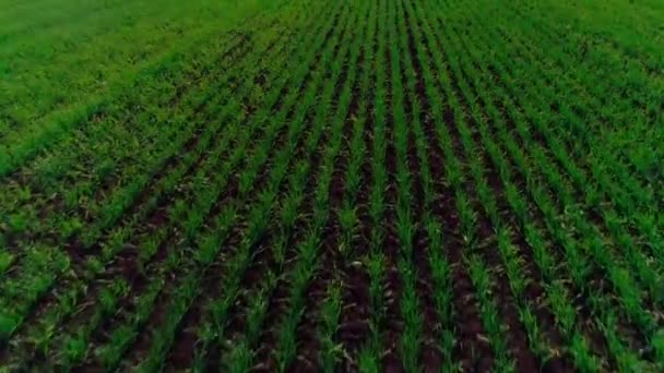 Vidéo aérienne d'un champ agricole avec du blé — Video