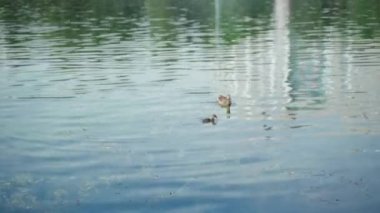 Gölde ya da gölde küçük bir ördek yavrusu