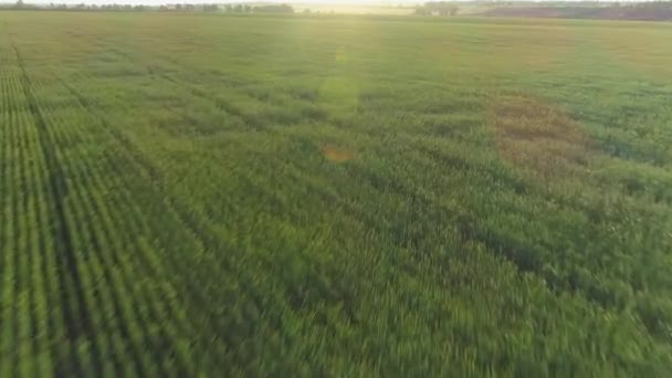 Vídeo aéreo de um campo agrícola com trigo — Vídeo de Stock