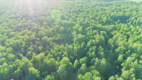 Luchtfoto van een zomerbos bij zonsondergang — Stockvideo