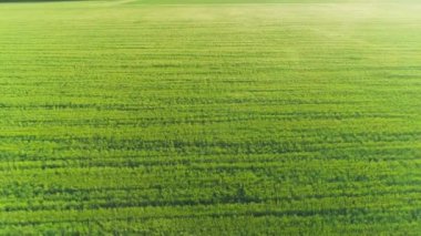 Gün batımında buğdaylı bir tarlanın havadan videosu.