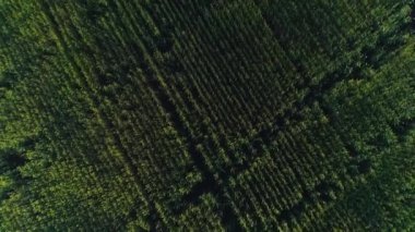 Gün batımında buğdaylı bir tarlanın havadan videosu.