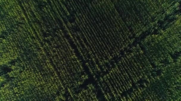 Video aereo di un campo con grano al tramonto — Video Stock