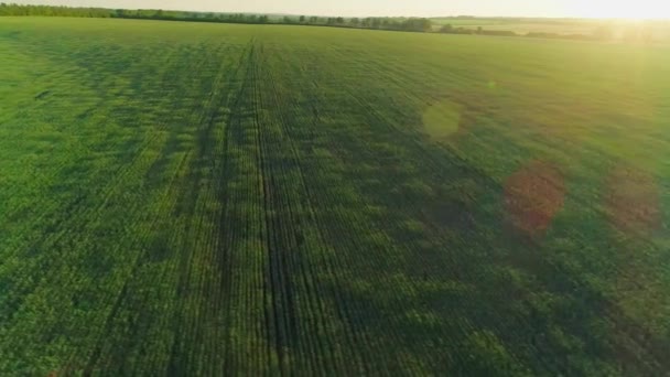 Vídeo aéreo de um campo com trigo ao pôr do sol — Vídeo de Stock