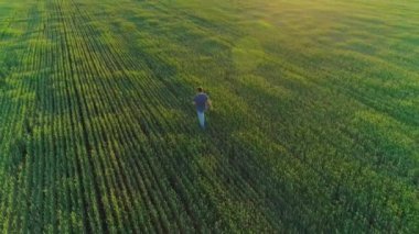 Tarımsal alanda buğdaylı bir adamın hava videosu.