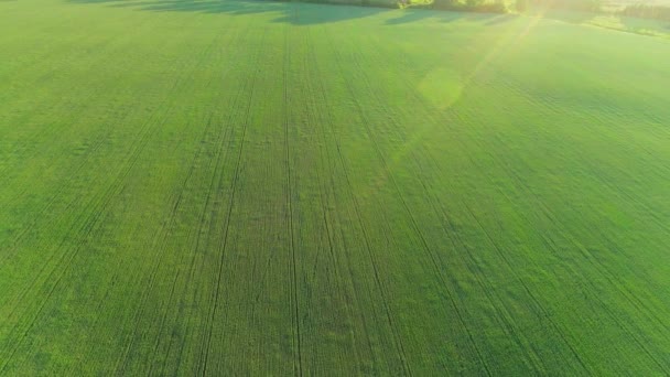 Video aereo di un campo agricolo con grano — Video Stock