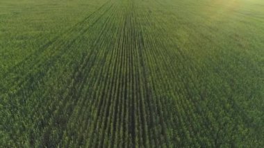 Buğdaylı bir tarımın havadan çekilmiş videosu.