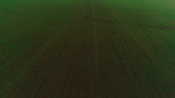 Luchtfoto van een landbouwgebied met tarwe — Stockvideo