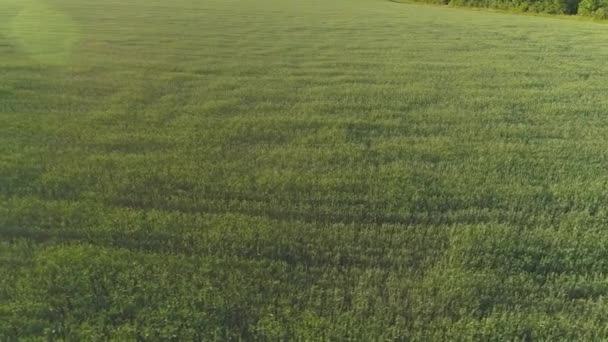 Vidéo aérienne d'un champ agricole avec du blé — Video