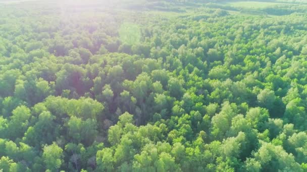 Vídeo aéreo de un bosque de verano al atardecer — Vídeos de Stock