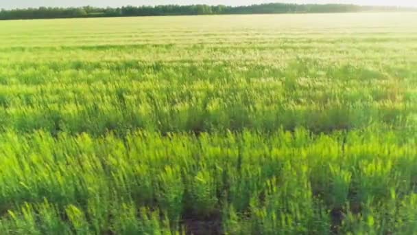 Letecké video pole s pšenicí při západu slunce — Stock video