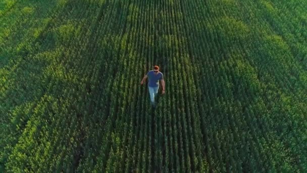 小麦で農業分野の男の空中ビデオ — ストック動画