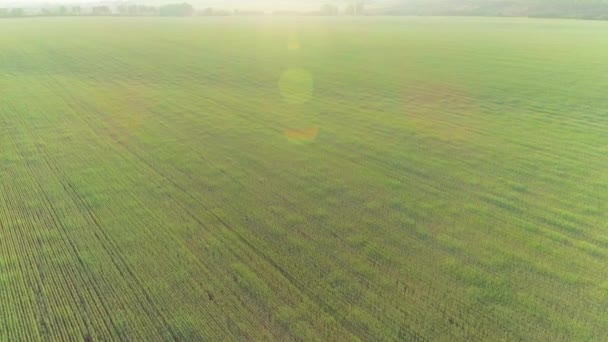 Vídeo aéreo de un campo con trigo al atardecer — Vídeo de stock