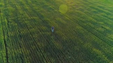 Tarımsal alanda buğdaylı bir adamın hava videosu.