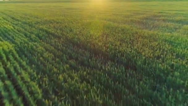 Aerial video of a field with wheat at sunset — Stock Video