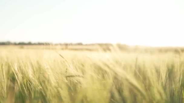 Поле пшениці на заході сонця. Камера пролітає крізь колоски пшениці — стокове відео