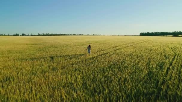 空中ビデオ女の子小麦畑 — ストック動画