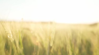 Gün batımında buğday tarlası. Kamera buğday dallarının arasından uçuyor.