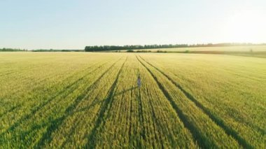 Gün batımında buğday tarlasında elbise giymiş bir kızın hava videosu.