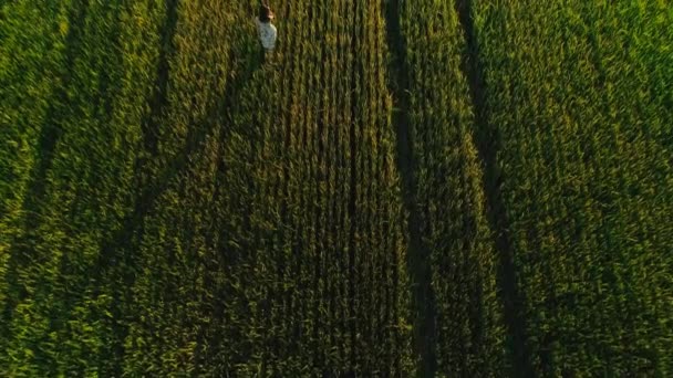 Vídeo aéreo de una niña en un vestido en un campo de trigo al atardecer — Vídeos de Stock