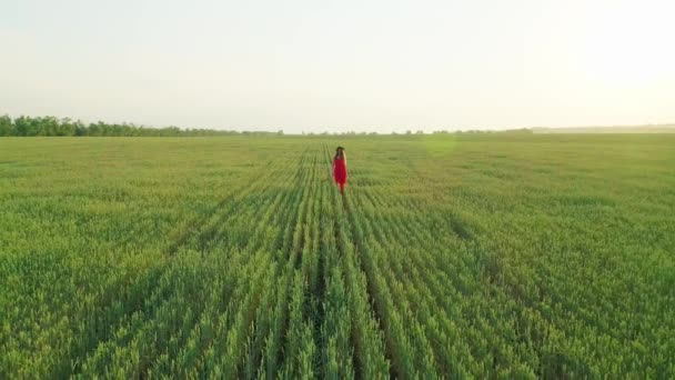 Filmik z lotu ptaka dziewczyny w czerwonej sukience na polu pszenicy o zachodzie słońca — Wideo stockowe