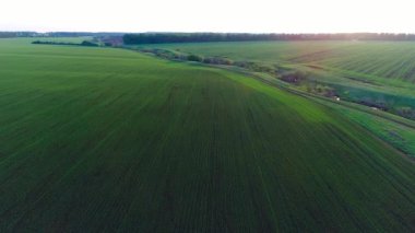 Buğdaylı bir tarımın havadan çekilmiş videosu.