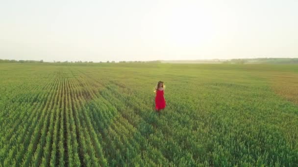 Εναέρια βίντεο ενός κοριτσιού με ένα κόκκινο φόρεμα σε ένα χωράφι με σιτάρι στο ηλιοβασίλεμα — Αρχείο Βίντεο