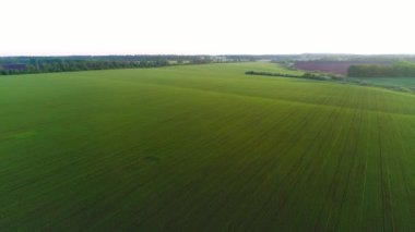 Buğdaylı bir tarlanın havadan videosu