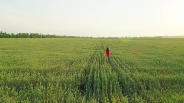 석양 밭에서 붉은 옷을 입은 소녀의 모습 을묘 사 한 공중 영상 — 비디오