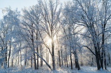 Winter forest on a frosty sunny day