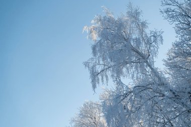 Winter forest on a frosty sunny day