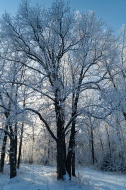 Winter forest on a frosty sunny day