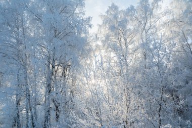 Winter forest on a frosty sunny day