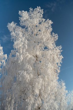 Winter forest on a frosty sunny day