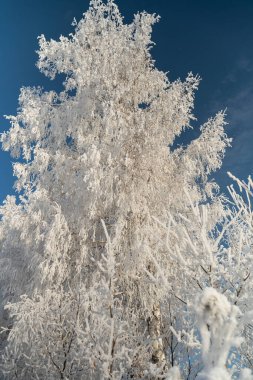 Winter forest on a frosty sunny day
