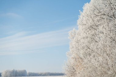 Winter forest on a frosty sunny day