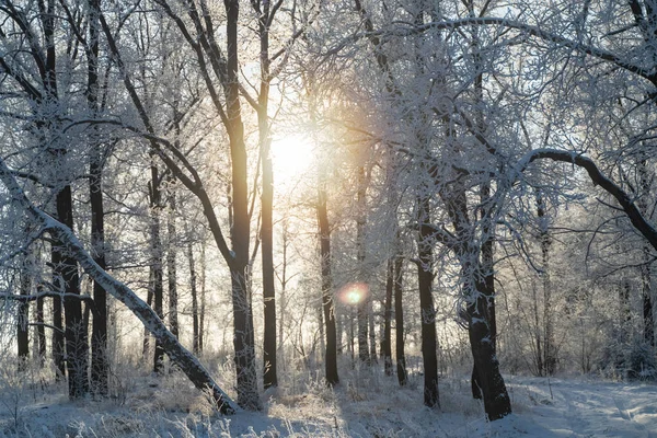 Winter forest on a frosty sunny day —  Fotos de Stock