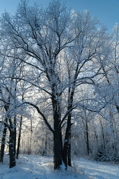 寒冷的阳光明媚的冬季森林 — 图库照片