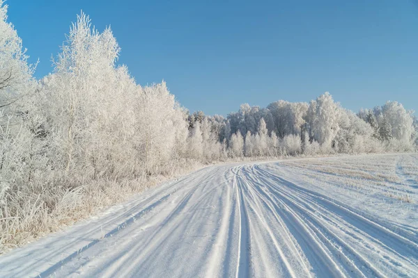 Zimní les na mrazivý slunečný den — Stock fotografie