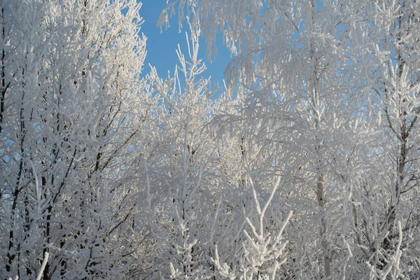 Winter forest on a frosty sunny day — Stockfoto