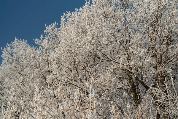 Winter forest on a frosty sunny day — Stok fotoğraf